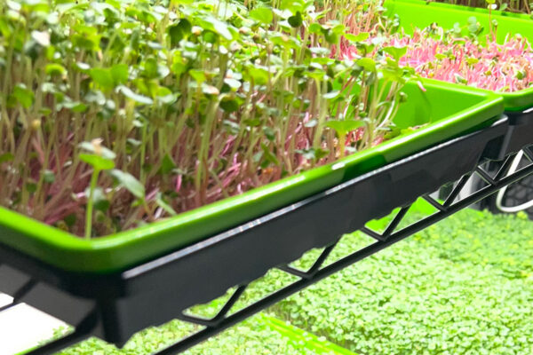 greens-in-trays-on-shelves