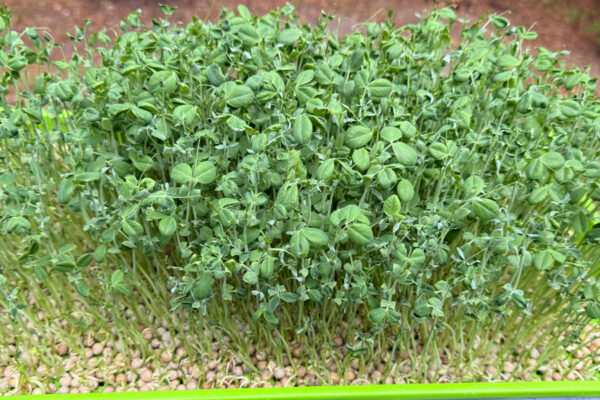 pea-shoots-square